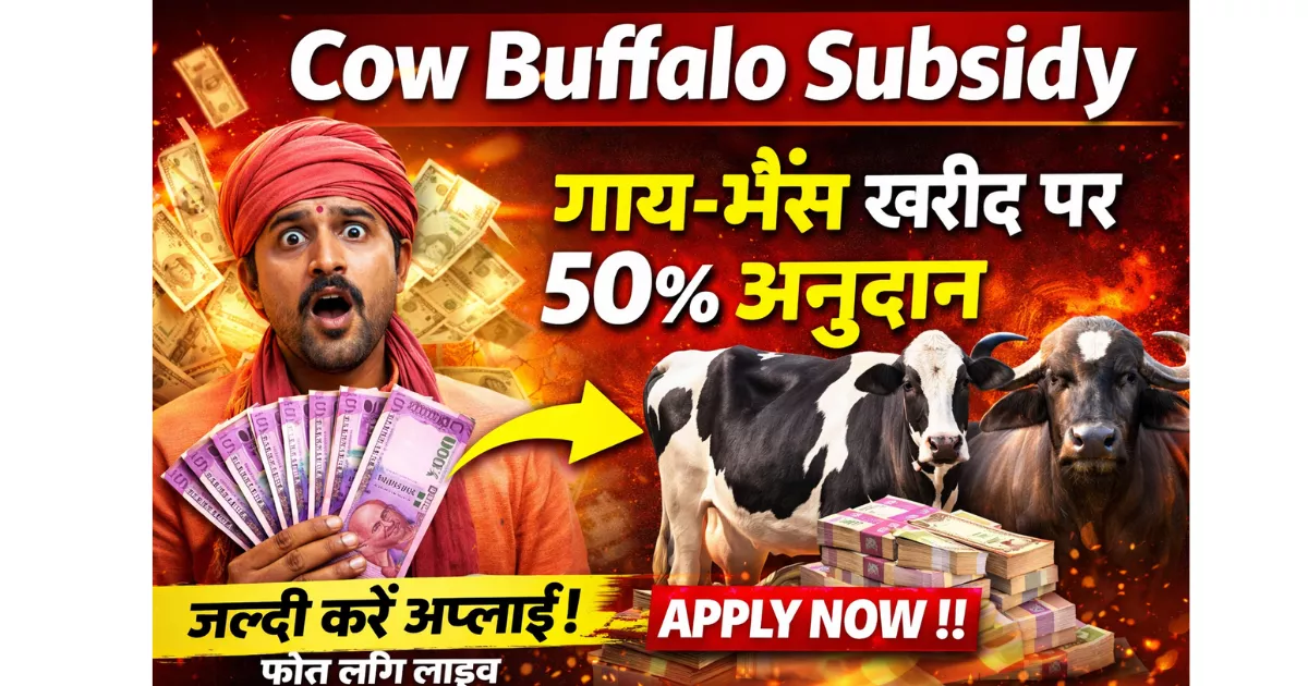 Cow Buffalo Subsidy: 1 गाय खरीदें, आधा पैसा सरकार देगी!